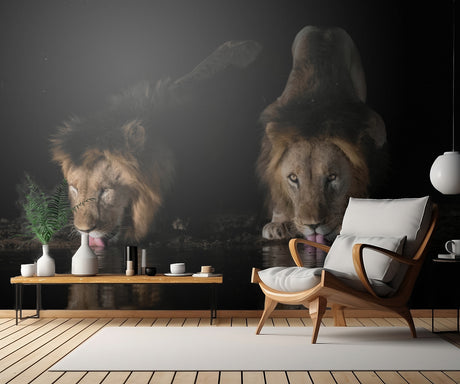 Lions drinking water Poster och Canvastavla