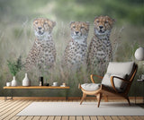 Cheetah cubs Poster och Canvastavla