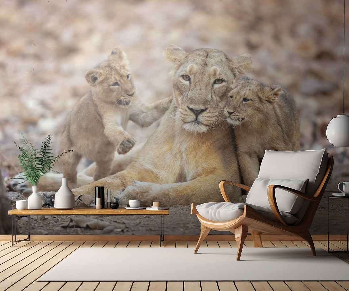 Asiatic lioness Poster och Canvastavla