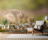 New Life Poster och Canvastavla