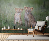 Two rain-soaked lion cubs Poster och Canvastavla