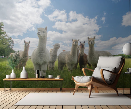 Send in the Alpaca's! Poster och Canvastavla