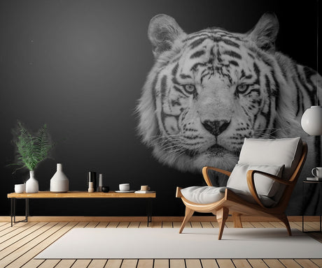 Bengal White Tiger Poster och Canvastavla