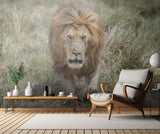 The king of the jungle on the prowl Poster och Canvastavla