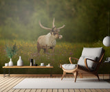 Caribou in grass land Poster och Canvastavla