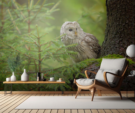 Ural Owl Poster och Canvastavla