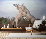 Horses fighting Poster och Canvastavla