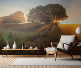 Sunbeams Poster och Canvastavla
