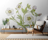 Hellebore Poster och Canvastavla