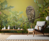 Eurasian Scops Owl Poster och Canvastavla