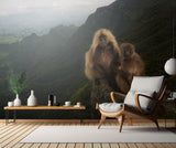 Gelada Baboons Poster och Canvastavla
