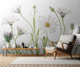 Cape Daisies Poster och Canvastavla