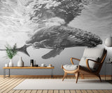Humpback whale calf Poster och Canvastavla