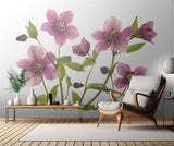 Helleborus x hybridus Tutu Poster och Canvastavla