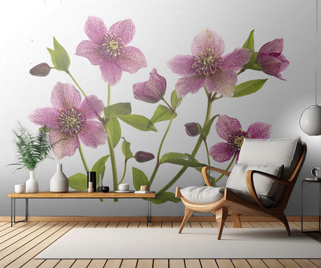 Helleborus x hybridus Tutu Poster och Canvastavla