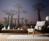 Allée des Baobabs Poster och Canvastavla