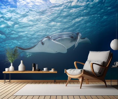 Manta ray Poster och Canvastavla