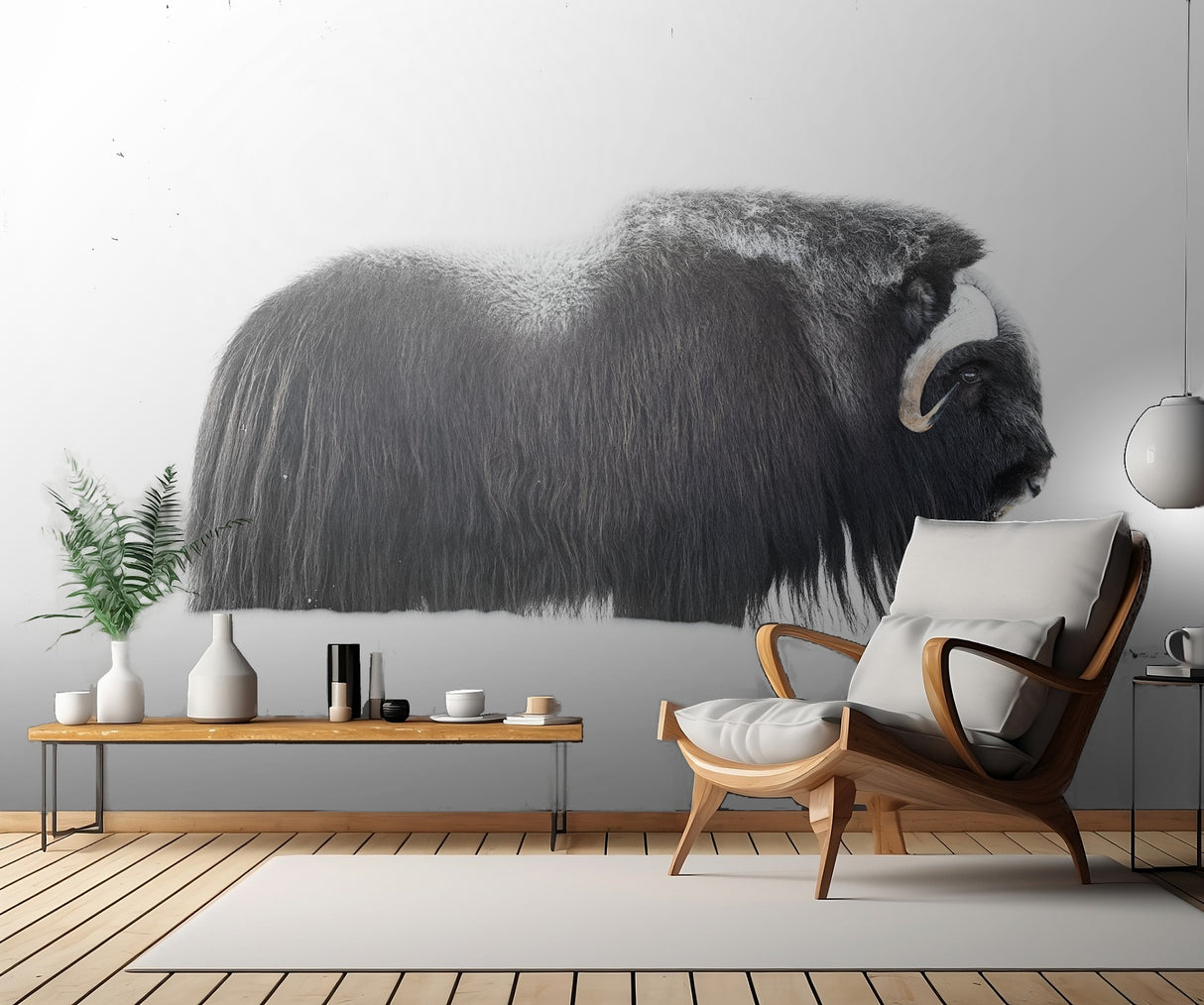 Muskox Poster och Canvastavla
