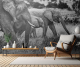 Elephant family Poster och Canvastavla