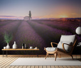 Provence Lavender Poster och Canvastavla
