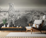 Two Cheetahs watching out Poster och Canvastavla