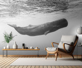 Sperm whale Poster och Canvastavla
