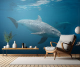 Curious Dolphin Poster och Canvastavla