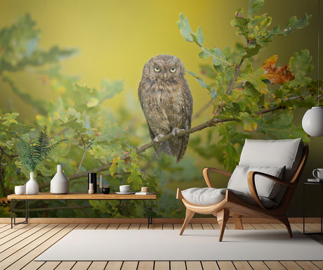 Eurasian Scops Owl Poster och Canvastavla